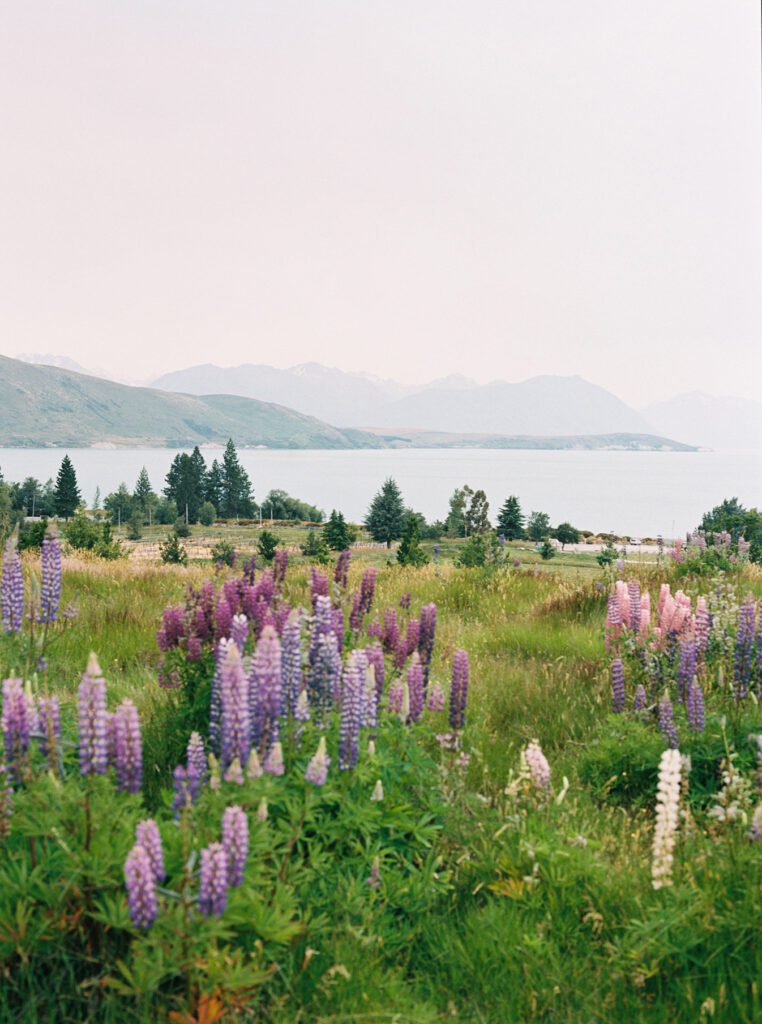 Image of a dark green field with purple lupines in the foreground. There is a lake in the background with hills covered with fog.